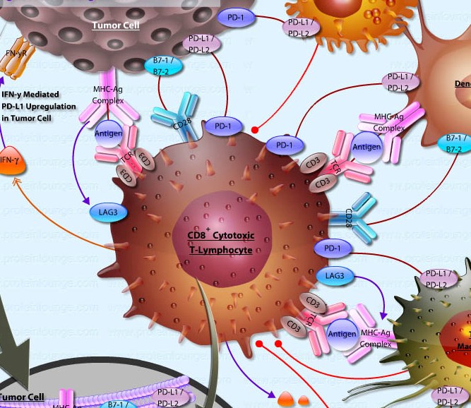 PD-1/PD-L1 Pathway in Cancer